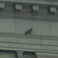 akron falcons 2006-05-30 01e
