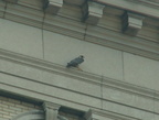 akron falcons 2006-05-30 05e