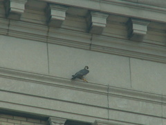 akron falcons 2006-05-30 04e