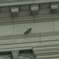akron falcons 2006-05-30 13e