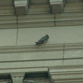 akron falcons 2006-05-30 15e