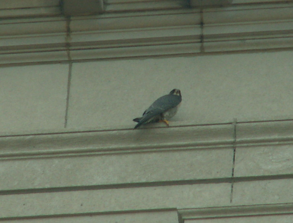 akron falcons 2006-05-30 17e.jpg
