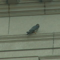 akron falcons 2006-05-30 17e
