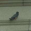 akron falcons 2006-05-30 19e