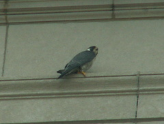 akron falcons 2006-05-30 18e