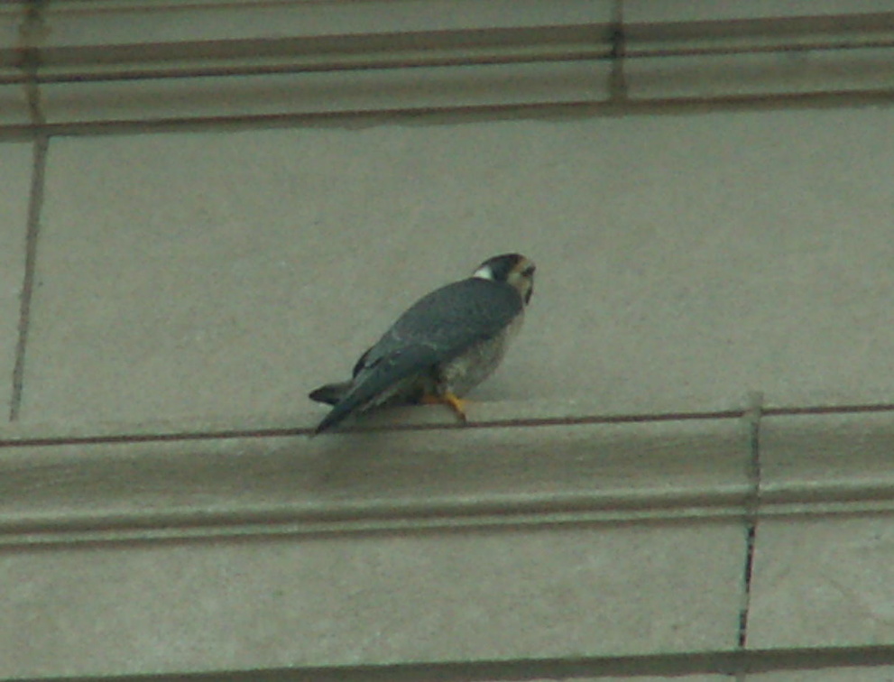 akron falcons 2006-05-30 18e.jpg