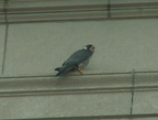 akron falcons 2006-05-30 18e