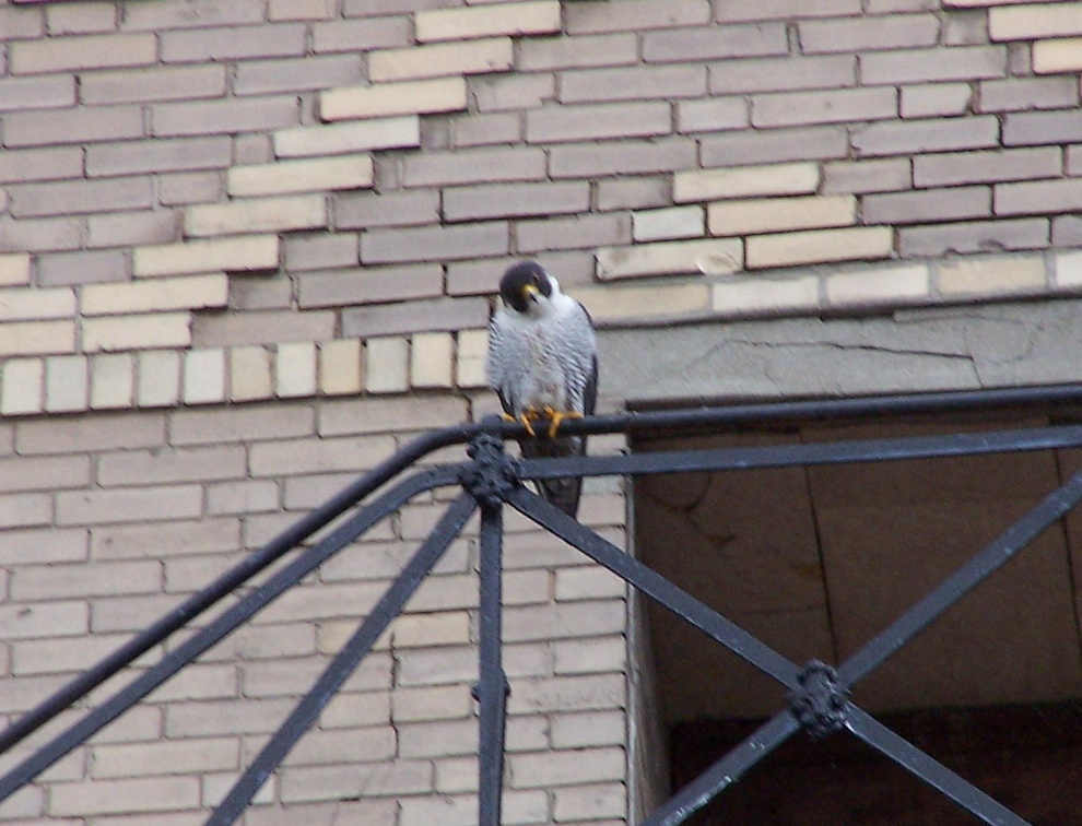 uptown falcons 2004-05-23 05e.jpg