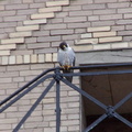 uptown falcons 2004-05-23 05e