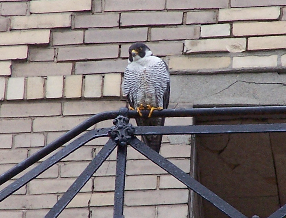 uptown falcons 2004-05-23 06e.jpg