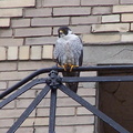 uptown falcons 2004-05-23 06e