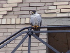 uptown falcons 2004-05-23 06e
