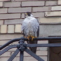 uptown falcons 2004-05-23 07e