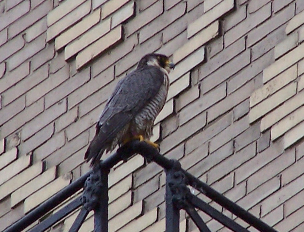 uptown falcons 2004-05-23 12e.jpg