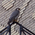 uptown falcons 2004-05-23 12e