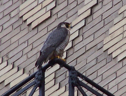 uptown falcons 2004-05-23 12e