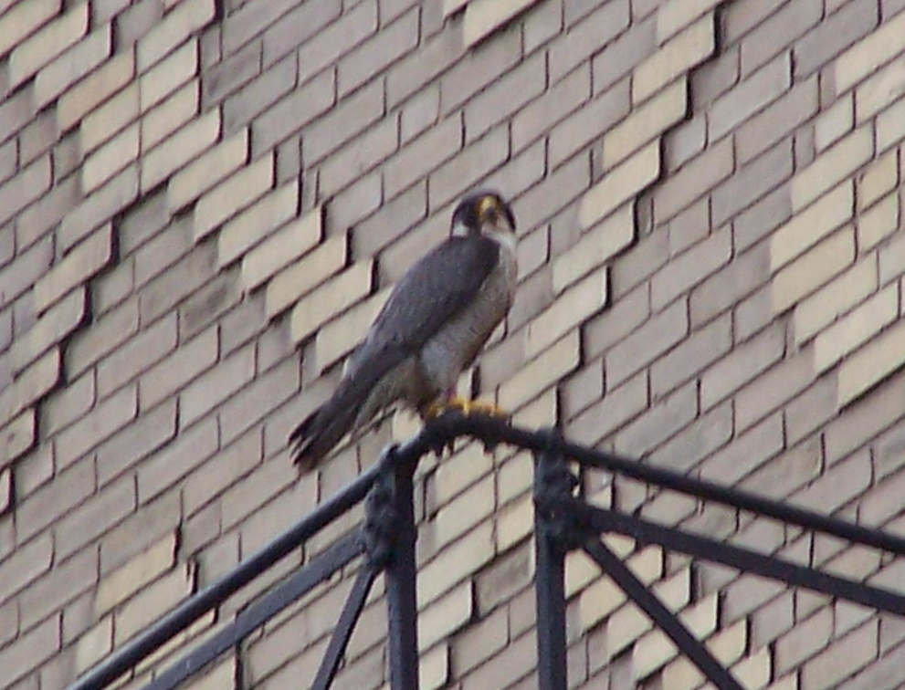 uptown falcons 2004-05-23 09e.jpg