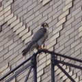 uptown falcons 2004-05-23 09e