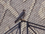 uptown falcons 2004-05-23 09e