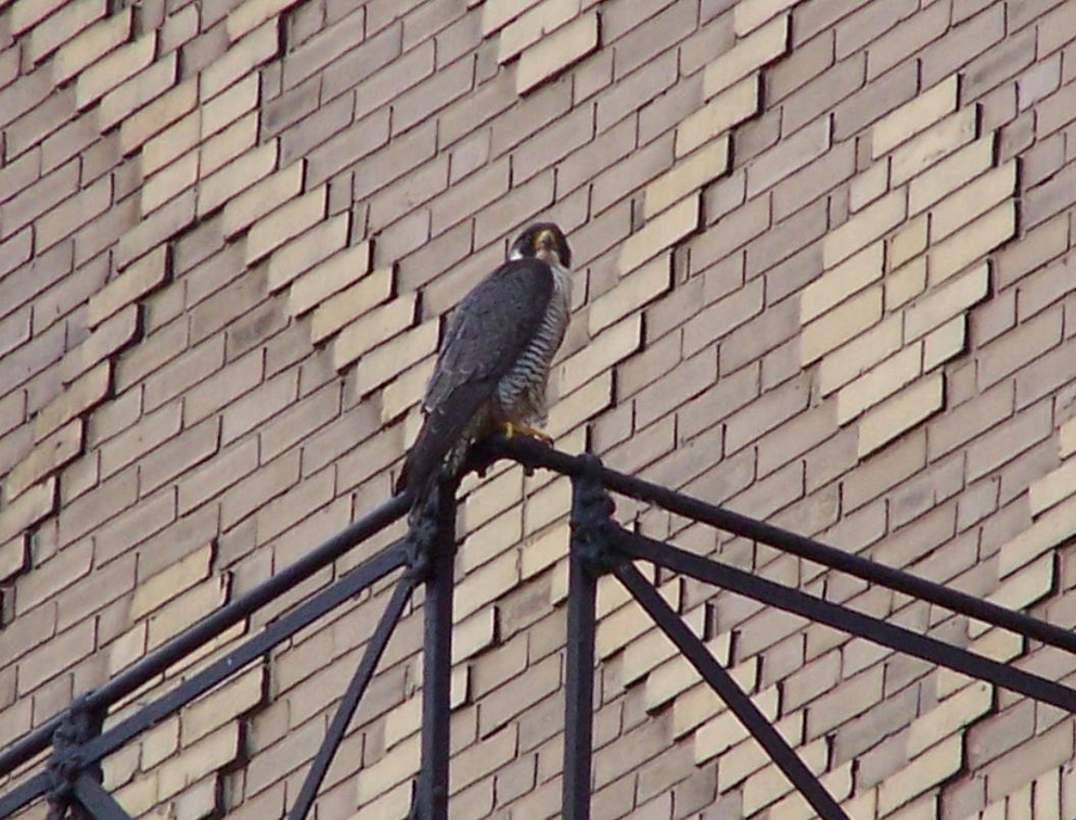 uptown falcons 2004-05-23 13e.jpg