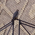 uptown falcons 2004-05-23 13e