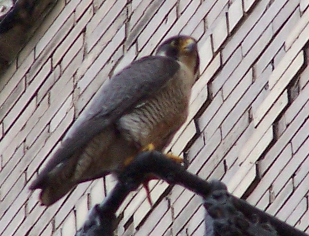 uptown falcons 2004-05-23 15e.jpg