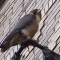 uptown falcons 2004-05-23 15e