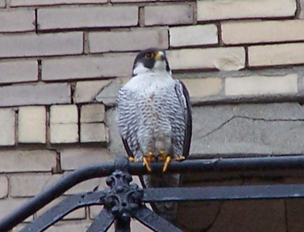 uptown falcons 2004-05-23 14e.jpg