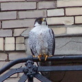 uptown falcons 2004-05-23 14e