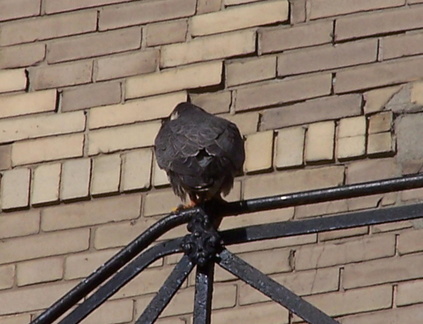 uptown falcons 2004-06-02 03e