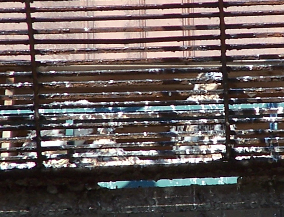 uptown falcons 2004-06-02 06e.jpg