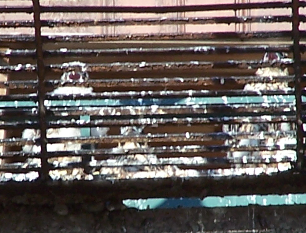 uptown falcons 2004-06-02 08e.jpg
