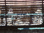 uptown falcons 2004-06-02 08e