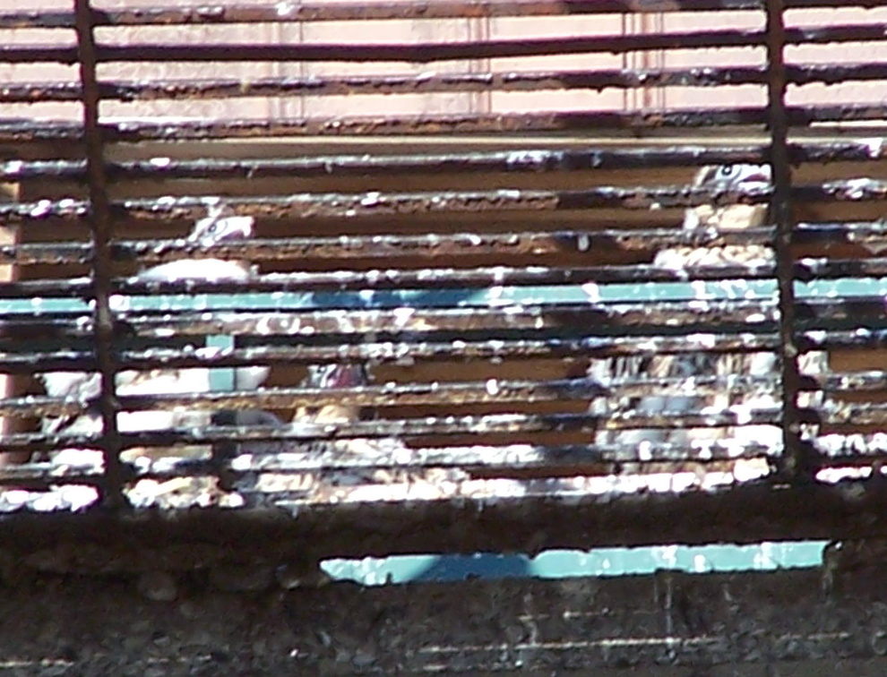 uptown falcons 2004-06-02 07e.jpg