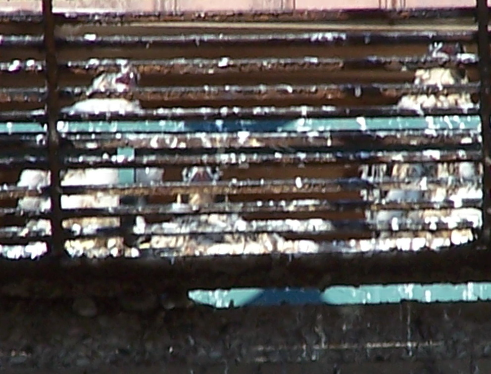 uptown falcons 2004-06-02 09e.jpg