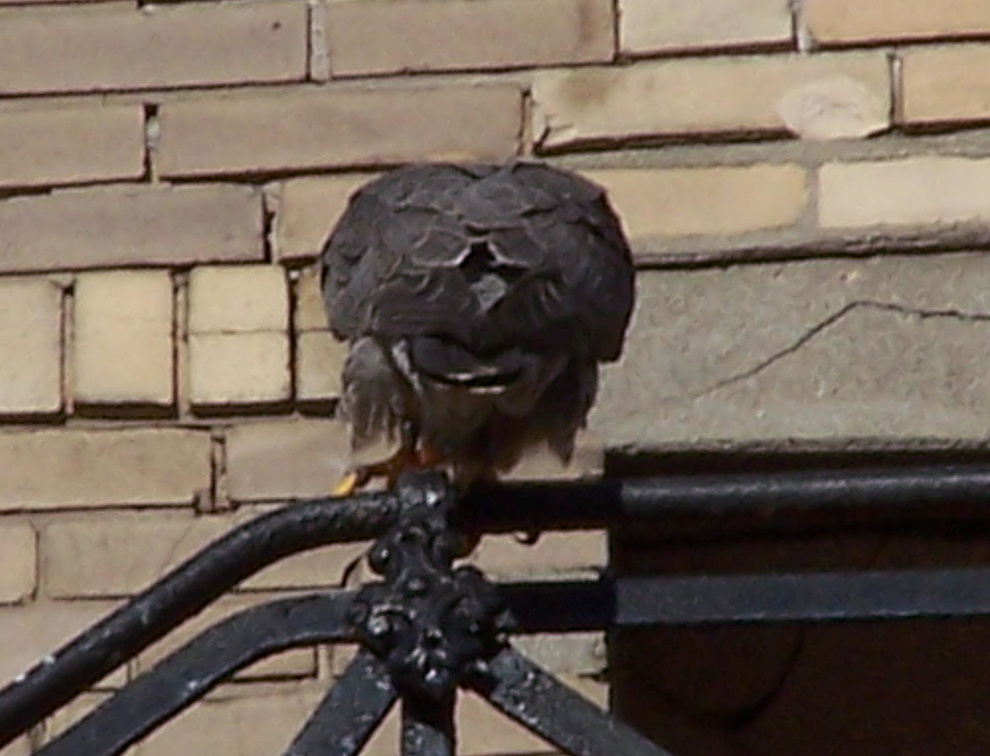 uptown falcons 2004-06-02 10e.jpg