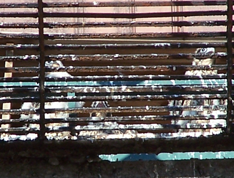 uptown falcons 2004-06-02 11e.jpg