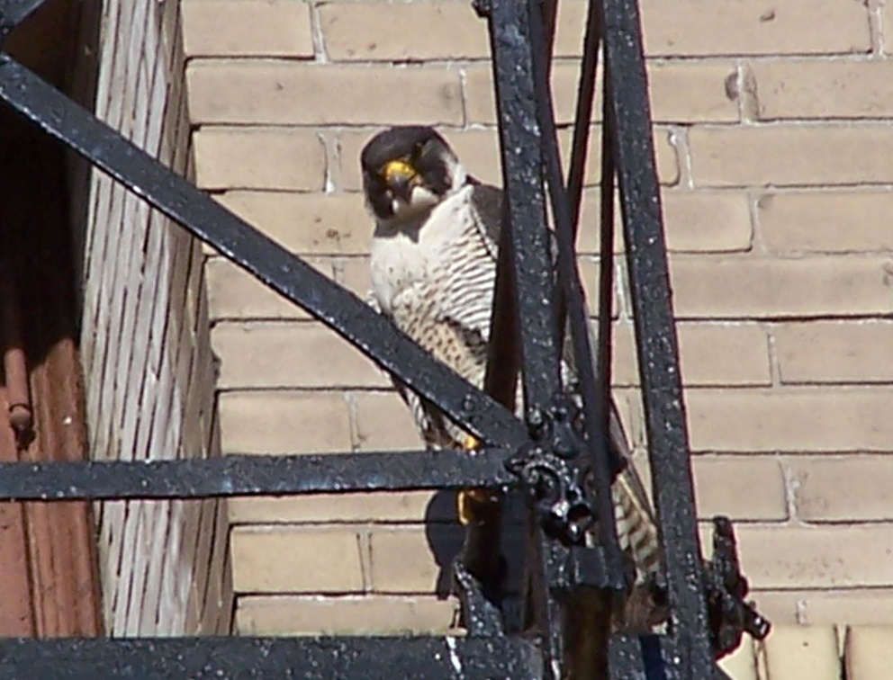 uptown falcons 2004-06-02 13e.jpg