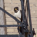 uptown falcons 2004-06-02 13e