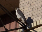 uptown falcons 2004-06-02 29e