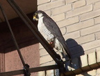 uptown falcons 2004-06-02 31e