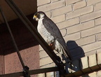 uptown falcons 2004-06-02 32e