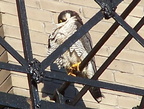 uptown falcons 2004-06-02 41e