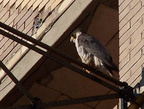 uptown falcons 2004-06-02 51e
