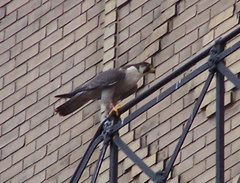 uptown falcons 2004-06-09 04e