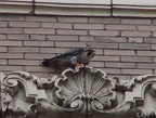 uptown falcons 2004-06-09 06e