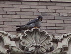 uptown falcons 2004-06-09 08e