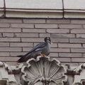 uptown falcons 2004-06-09 09e
