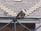 uptown falcons 2004-06-09 13e