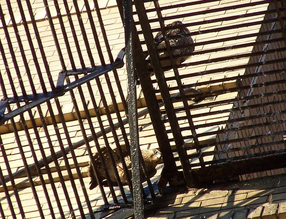 uptown falcons 2004-06-12 02e.jpg